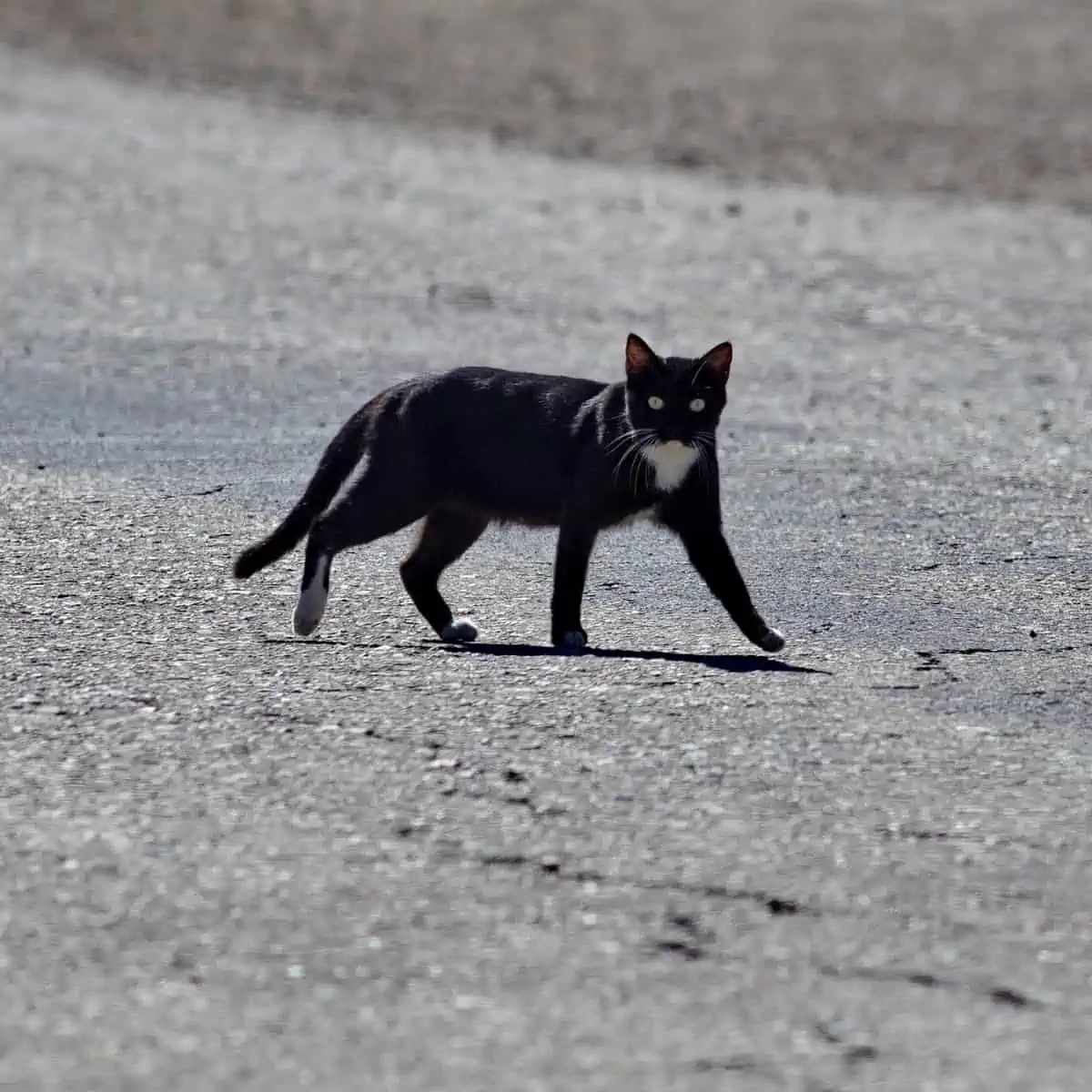 Money superstition with a black cat crossing your path